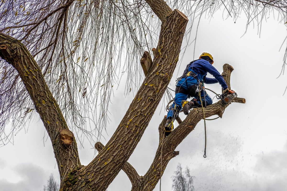 Professional arborist cutting and removing branches safely