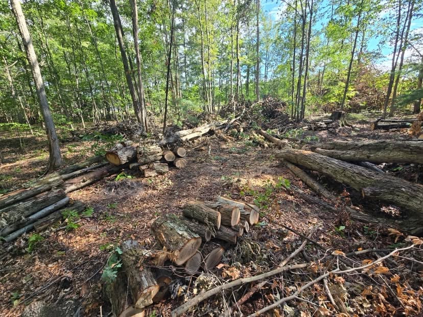Forest clearing with fallen logs and tree stumps on brown ground under tall green trees with blue sky visible